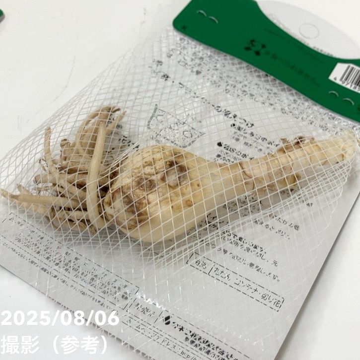 秋咲き球根 ネリネ ダイヤモンドリリー サルニエンシス ホワイト 1球