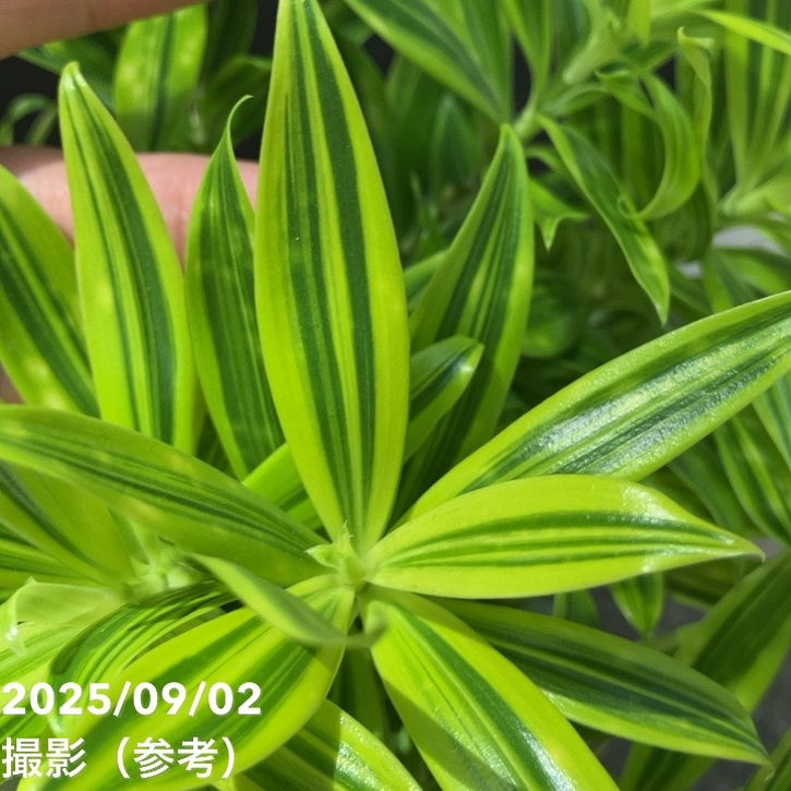 ドラセナ スルクロサ ファニータ 4号｜観葉04-PA | 観葉・多肉 | 赤塚