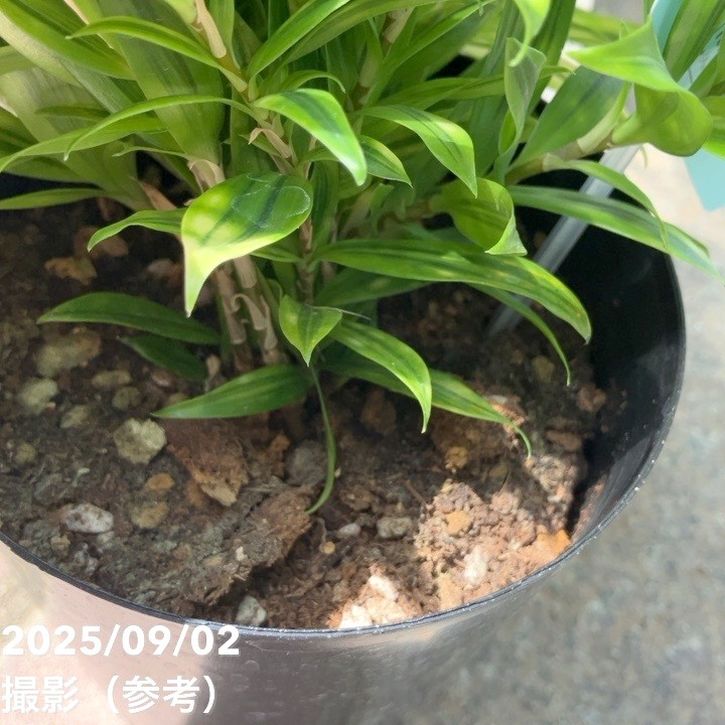 ドラセナ スルクロサ ファニータ 4号｜観葉04-PA | 観葉・多肉 | 赤塚