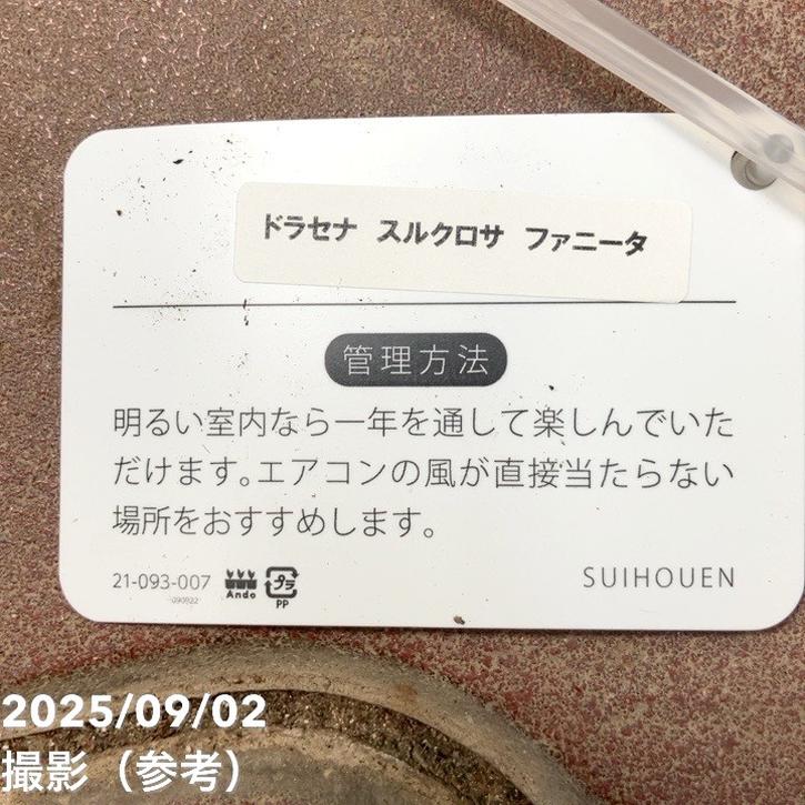 【1点物】 当時物ミクロナサ ドラセナ スルクロサ ファニータ 4号｜観葉04-PA | 観葉・多肉 | 赤塚
