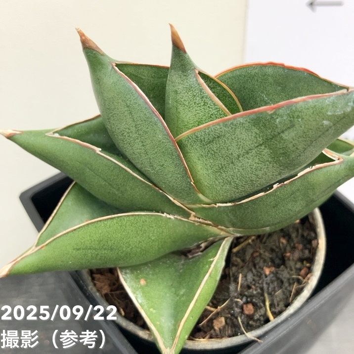 サンスベリア Sp. YOKOLO, MOZAMBIQUE サンスベリア Sp. YOKOLO, MOZAMBIQUE サンスベリア Sp. YOKOLO