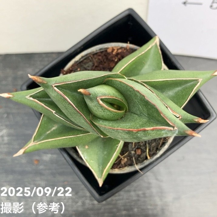 期間限定10％OFF！】サンスベリア 3号角鉢 ビルバオ Bilbao 6cmポット