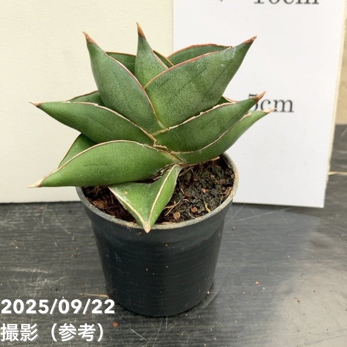 サンスベリア 3号角鉢 ビルバオ Bilbao 6cmポット投げ込み仕様｜観葉02