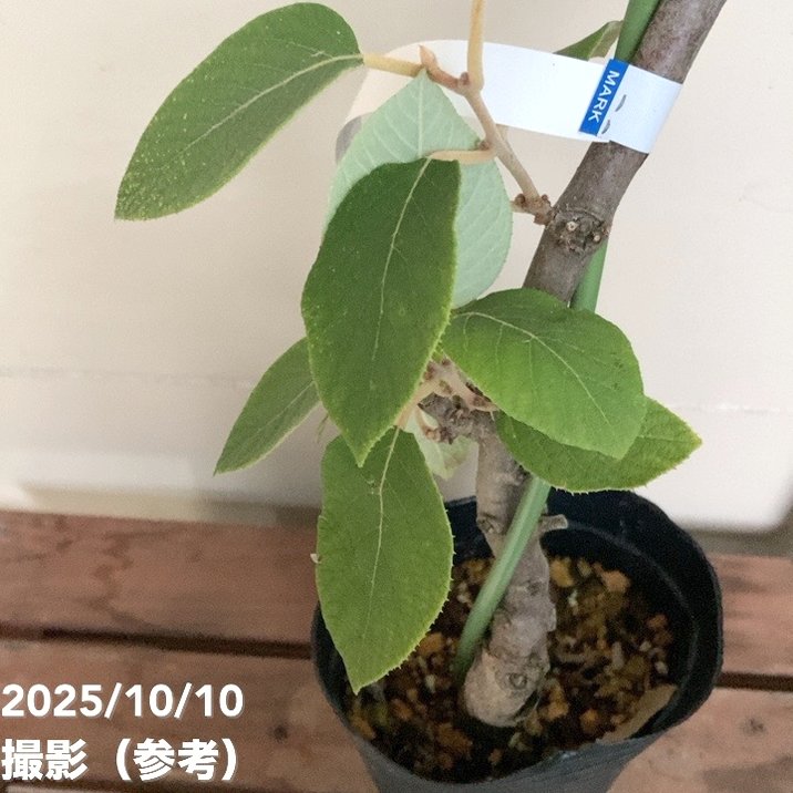 ホワイトキウイフルーツ ミススンシェ 4号ロングポット｜果樹04-PA