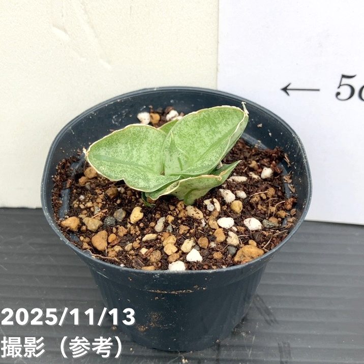 サンスベリア 7cmポット ミニローズ Mini rose プラ鉢｜観葉02-D2