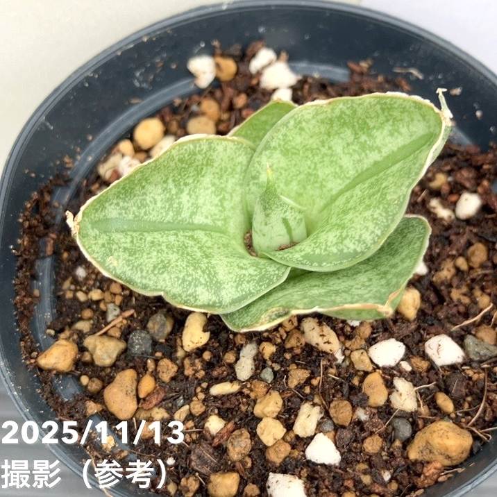 サンスベリア 7cmポット ミニローズ Mini rose プラ鉢｜観葉02-D2