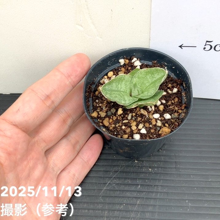 サンスベリア 7cmポット ミニローズ Mini rose プラ鉢｜観葉02-D2