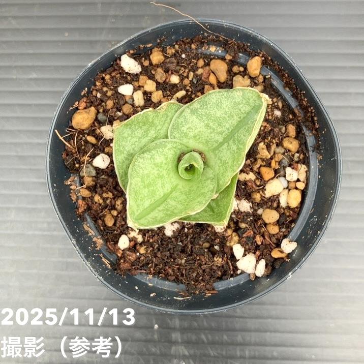 サンスベリア 7cmポット ミニローズ Mini rose プラ鉢｜観葉02-D2