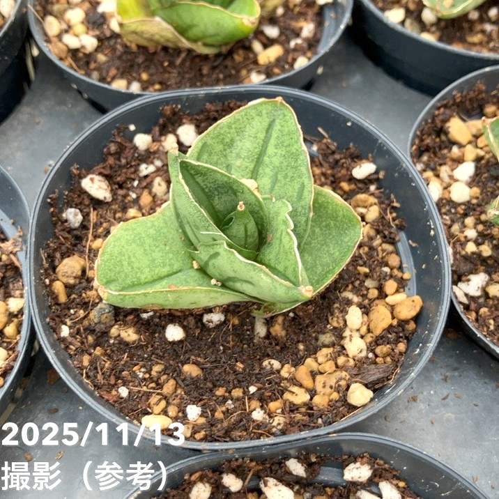 サンスベリア 7cmポット ミニローズ Mini rose プラ鉢｜観葉02-D2