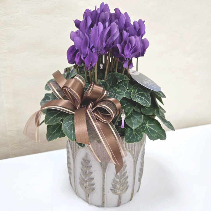 冬ギフト シクラメン ドラゴン ディープブルー|手作04-PA