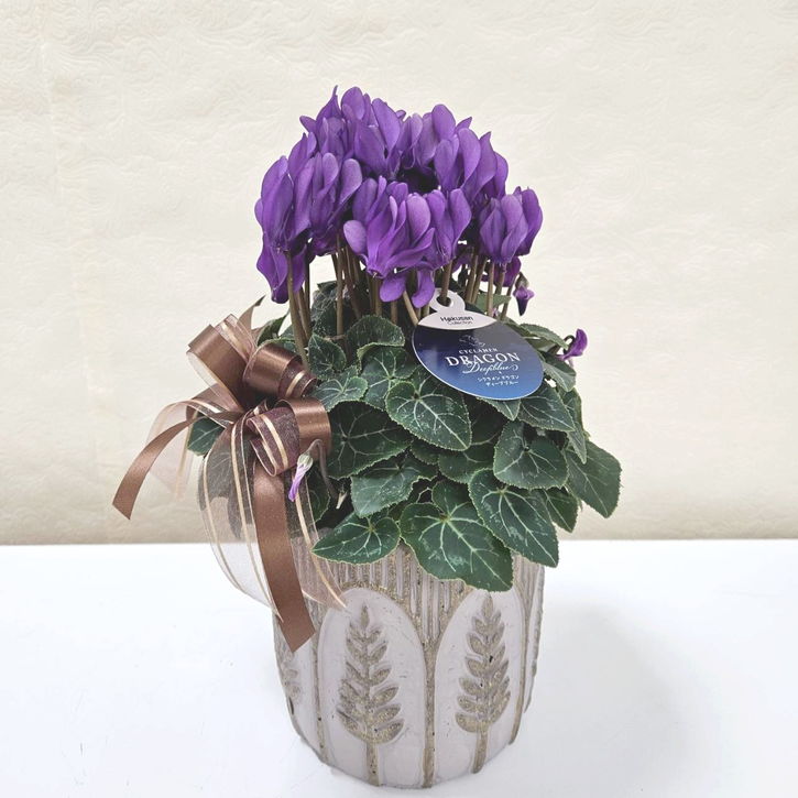 Ｘ＿ＢＲＥＡＫ　シクラメン３点セット ドラゴン2種、フェアリーラブ レア！！希少！！ 幻のブルーのシクラメン 【シクラメン ドラゴン】 2