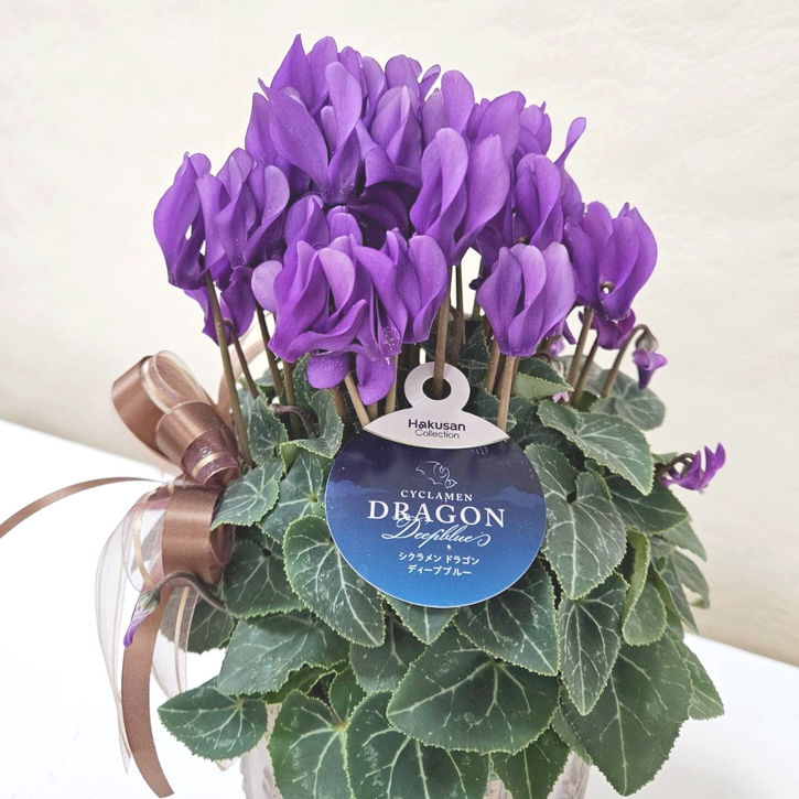 冬ギフト シクラメン ドラゴン ディープブルー|手作04-PA