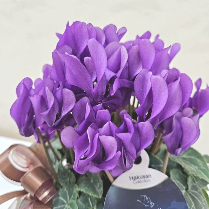 Ｘ＿ＢＲＥＡＫ　シクラメン３点セット ドラゴン2種、フェアリーラブ レア！！希少！！ 幻のブルーのシクラメン 【シクラメン ドラゴン】 2