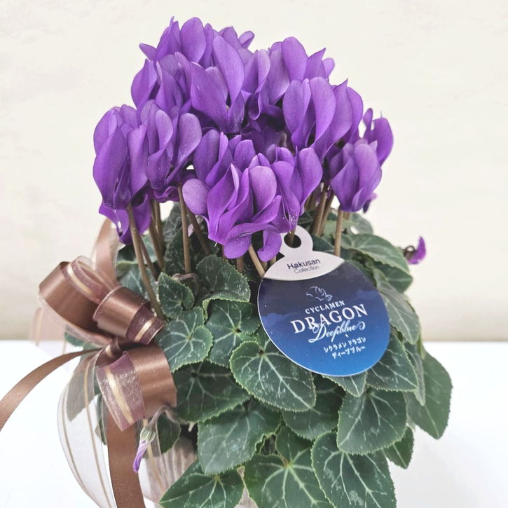 冬ギフト シクラメン ドラゴン ディープブルー｜手作04-PA | ギフト