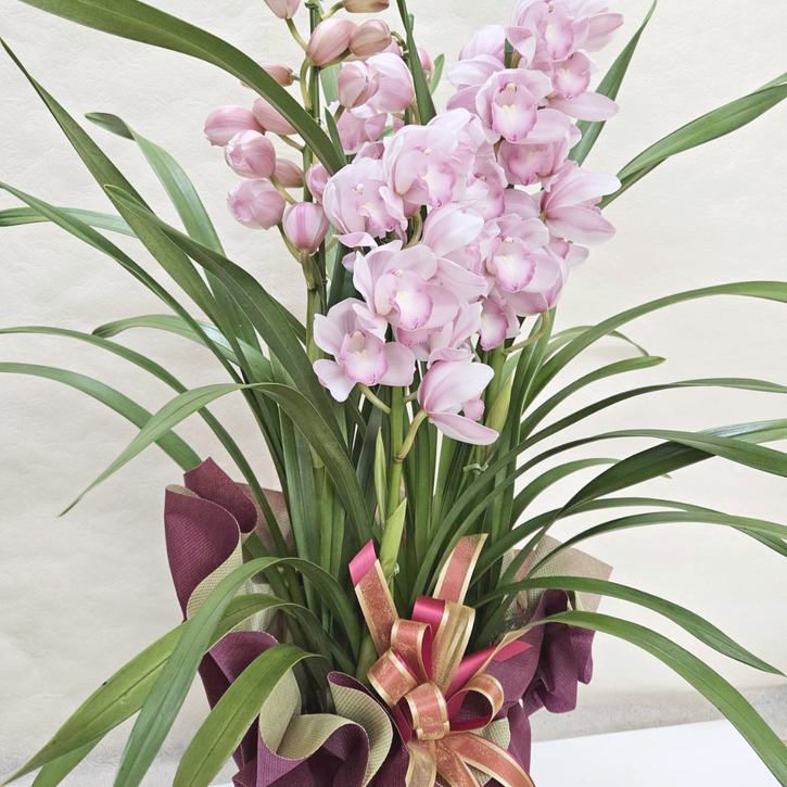 冬ギフト シンビジューム ピンク系 4本立｜鉢花04-PA | ギフト