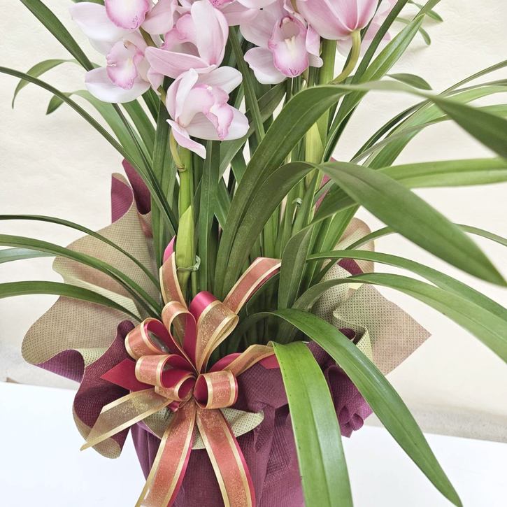 冬ギフト シンビジューム ピンク系 4本立｜鉢花04-PA | ギフト