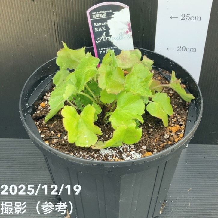 ラナンキュラス ラックス 8号 アリアドネ｜草花10-TU | 草花