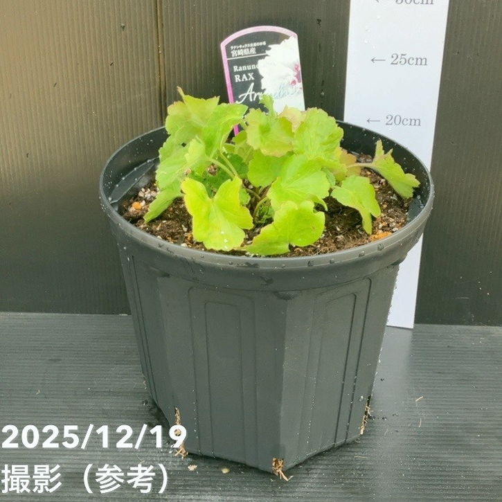 ラナンキュラス ラックス 8号 アリアドネ｜草花10-TU | 草花