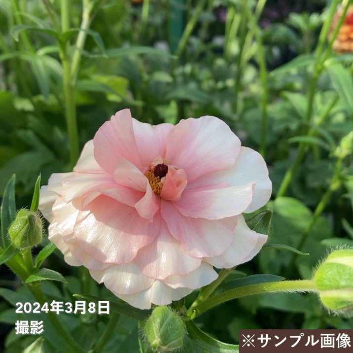 ラナンキュラス ラックス 8号 アリアドネ｜草花10-TU | 草花