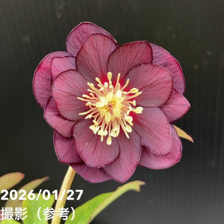 一点物】加藤農園 ダーク系コールドクリスマスローズ チョコレート