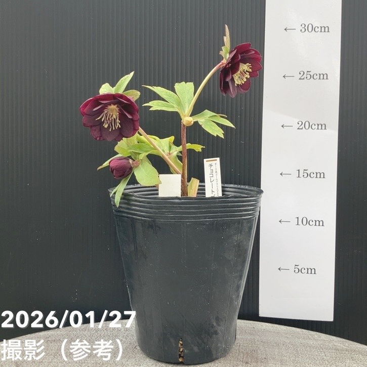 一点物】加藤農園 ダーク系コールドクリスマスローズ チョコレート