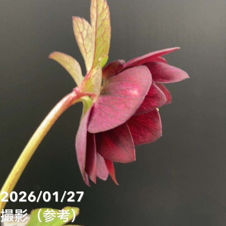 一点物】加藤農園 ダーク系コールドクリスマスローズ チョコレート