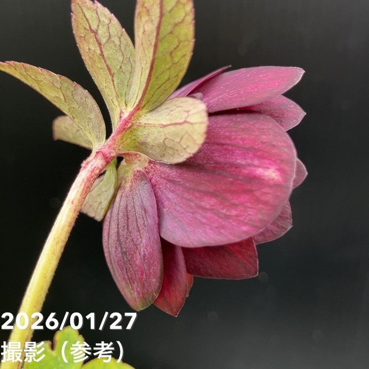 一点物】加藤農園 ダーク系コールドクリスマスローズ チョコレート