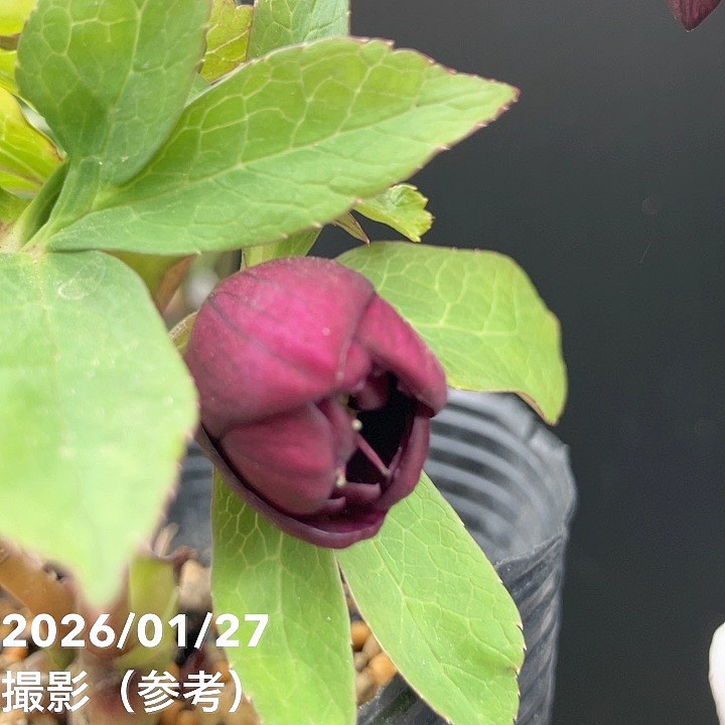 一点物】加藤農園 ダーク系コールドクリスマスローズ チョコレート