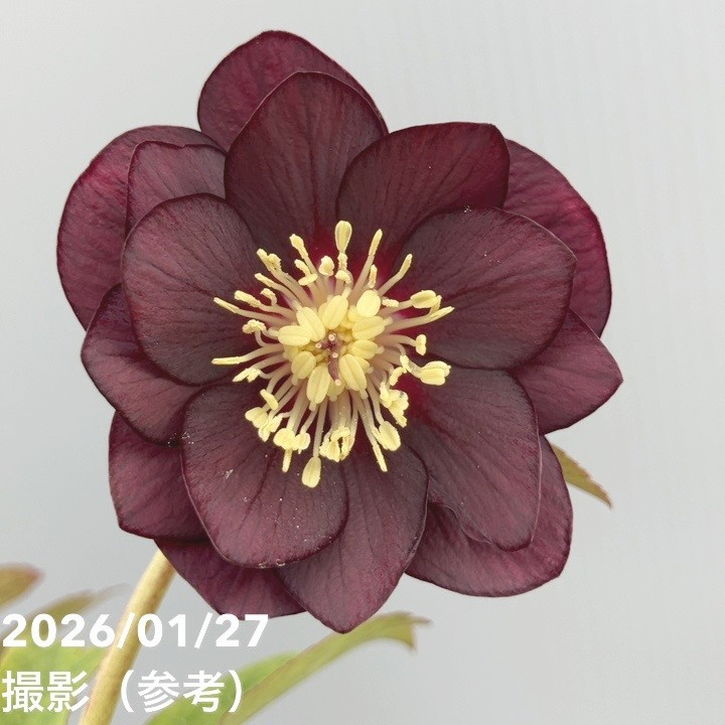 一点物】加藤農園 ダーク系コールドクリスマスローズ チョコレート