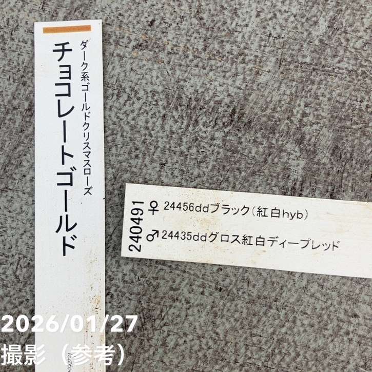 一点物】加藤農園 ダーク系コールドクリスマスローズ チョコレート
