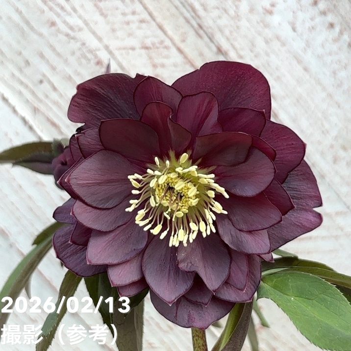 一点物】広瀬園芸 クリスマスローズ 4.5号（HR22）｜山野04-PA | 草花