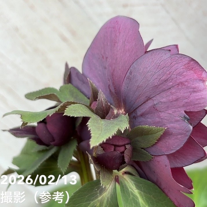 一点物】広瀬園芸 クリスマスローズ 4.5号（HR22）｜山野04-PA | 草花