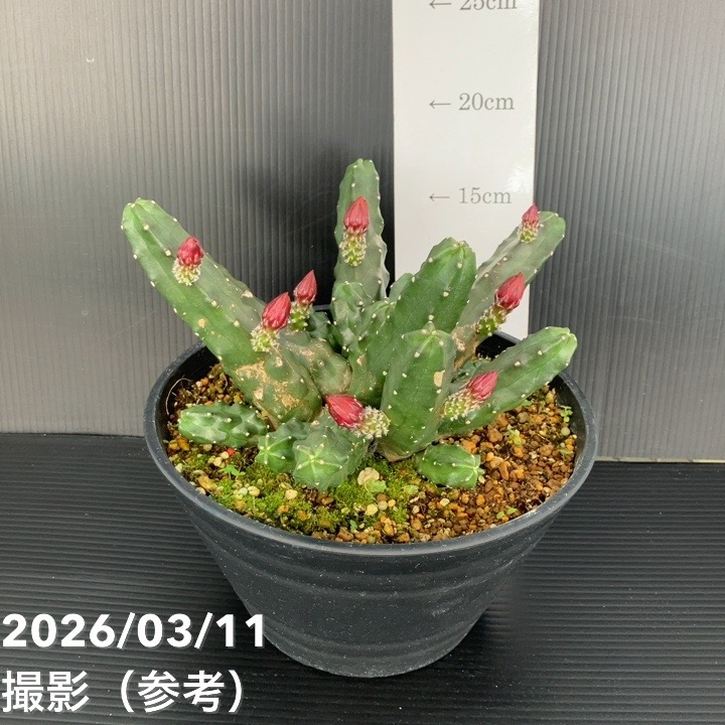 エキノケレウス 桃太郎 7号｜観葉01-D1 | 観葉・多肉,[多肉植物