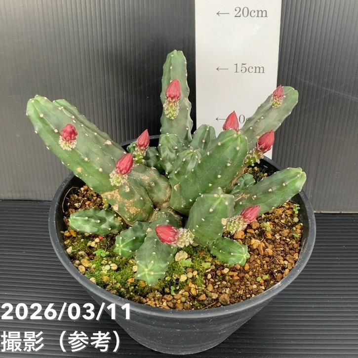 エキノケレウス 桃太郎 7号｜観葉01-D1 | 観葉・多肉,[多肉植物