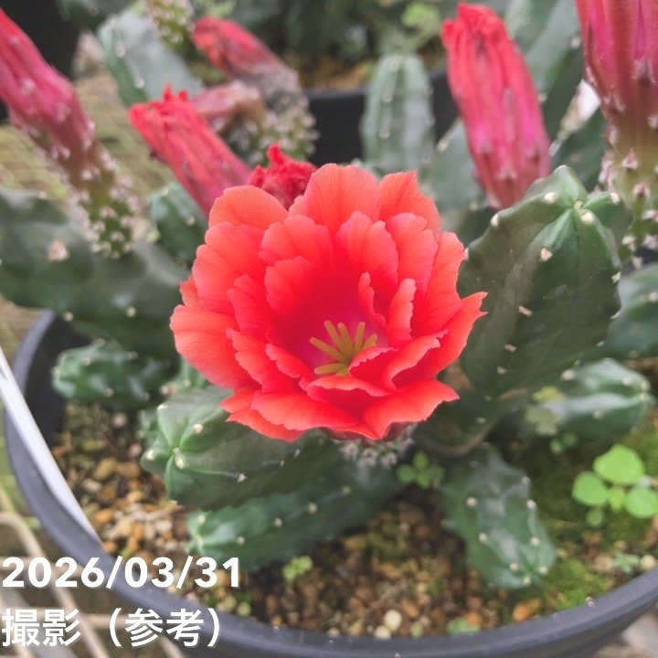 エキノケレウス 桃太郎 7号｜観葉01-D1 | 観葉・多肉,[多肉植物