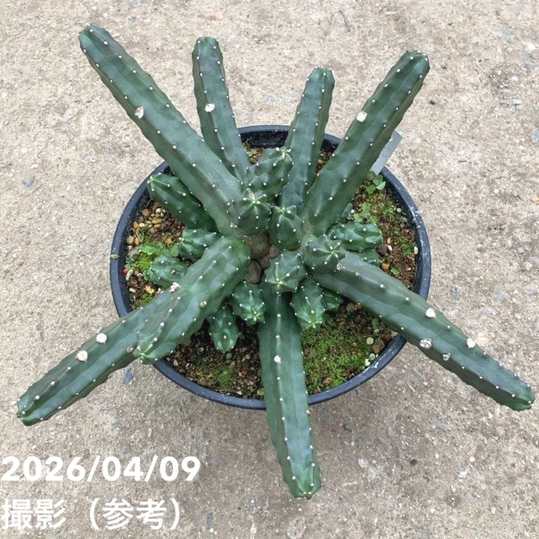 エキノケレウス 桃太郎 7号｜観葉01-D1 | 観葉・多肉,[多肉植物