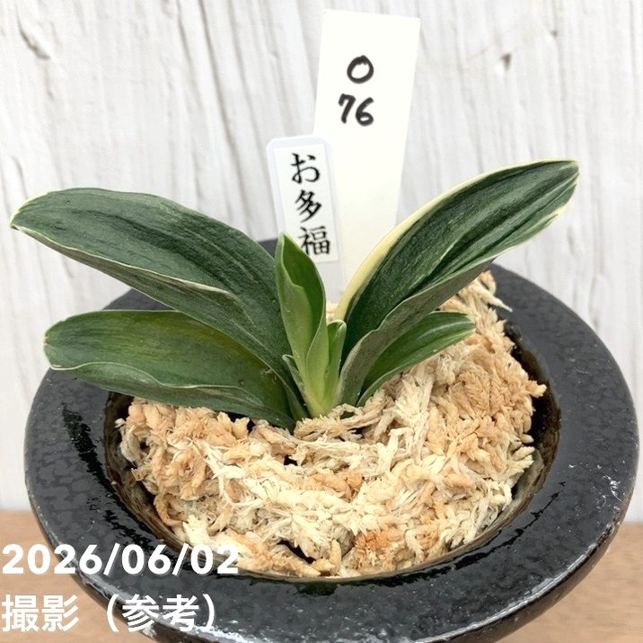 65周年記念セール】【現品お届け】豊明園 万年青 オモト お多福