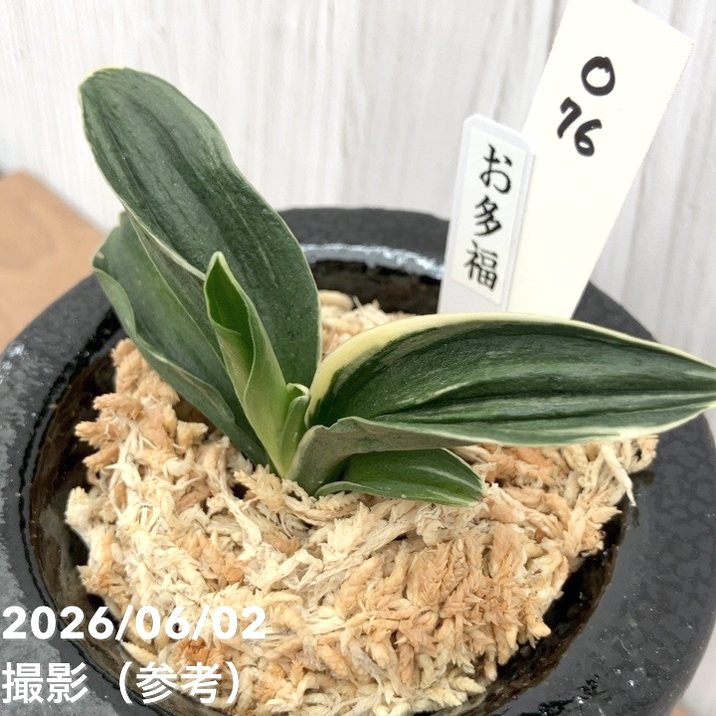 現品お届け】豊明園 万年青 オモト お多福（おたふく）黒鉢（O76