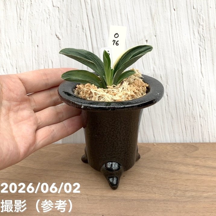万年青　おもと　お多福　覆輪斑　4号陶器鉢つき　極上斑の子株つき❗　う 現品お届け】豊明園 万年青 オモト お多福（おたふく）黒鉢（O76