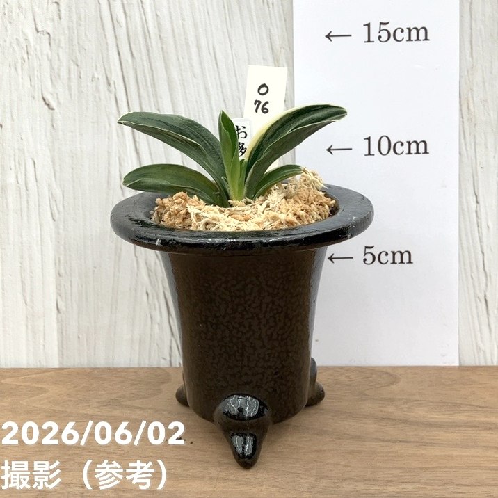 万年青　おもと　お多福　覆輪斑　4号陶器鉢つき　極上斑の子株つき❗　う 65周年記念セール】【現品お届け】豊明園 万年青 オモト お多福