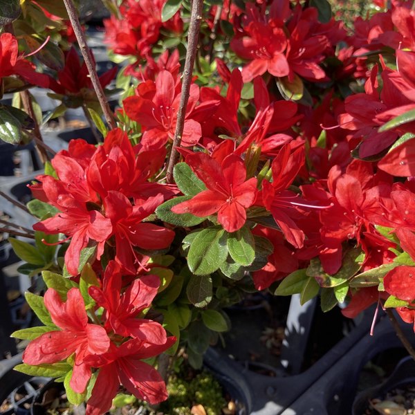 ツツジ 久留米ツツジ 緋の司 4号×3株セット｜花木10-AK | 花木