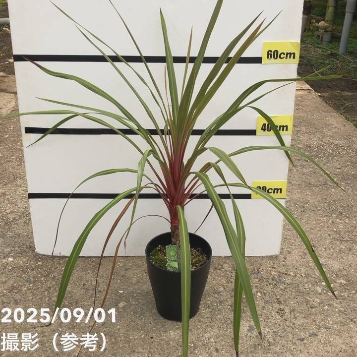 コルジリネ サンゴ 希少 ① コルジリネ サンゴ 7号 超希少品種