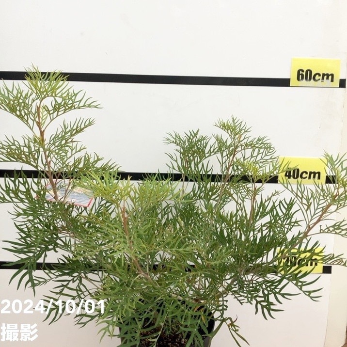 グレビレア ピーチズアンドクリーム 6号｜花木10-TU | 花木