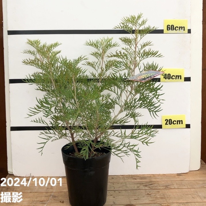 グレビレア ピーチズアンドクリーム 6号｜花木10-TU | 花木