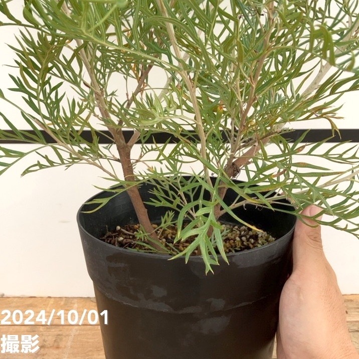 グレビレア ピーチズアンドクリーム 6号｜花木10-TU | 花木