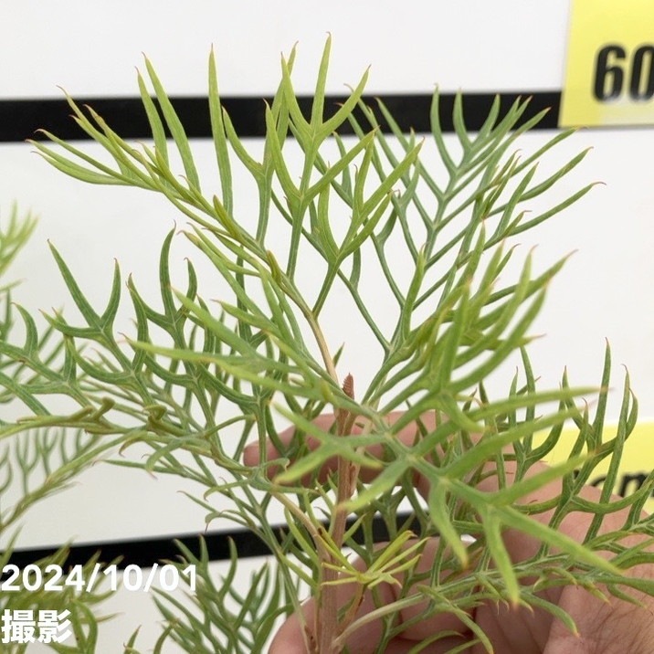 グレビレア ピーチズアンドクリーム 6号｜花木10-TU | 花木・庭木