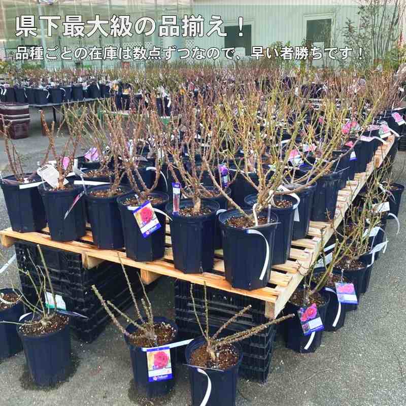 suページ　バラの苗 バラ苗【6号新苗】ラベンダーラッシー 国産苗 6号鉢植え品《J