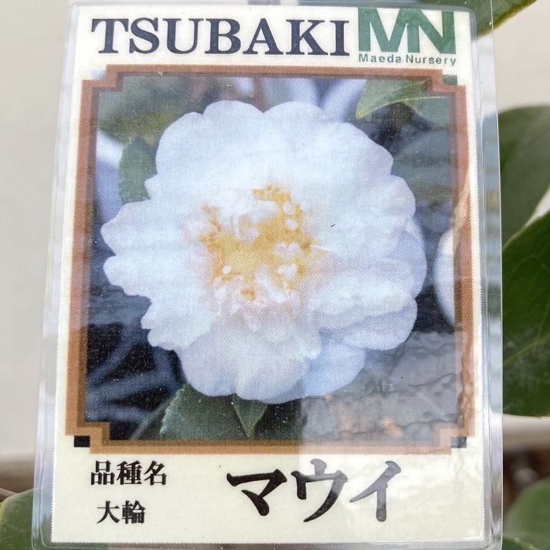 椿 ツバキ 4号 マウイ［こだわりの前田ナーセリー苗］｜花木04-PA