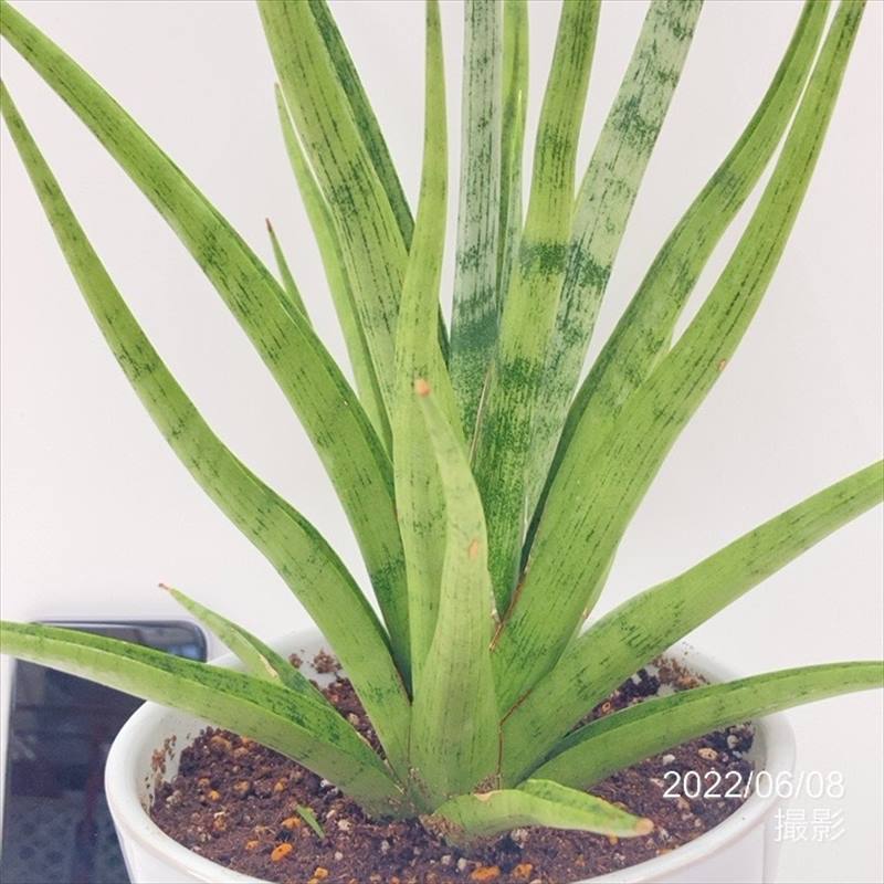 サンスベリア 5号 グラキリス 白陶器鉢仕様｜観葉02-D2 | 観葉・多肉