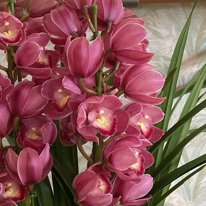 フラワーギフト 冬ギフトの定番！人気のシンビジューム 濃ピンク系 6号